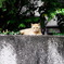 吾輩は猫である、ニャー # 2