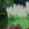 サワサワ