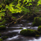 Forest flow 〜 Mototaki