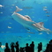 美ら海水族館