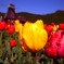 Spring＊