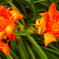 Flower＊