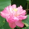 蓮の花