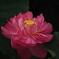 蓮の花 その2