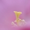 Delicate beauty 