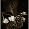 Hydrangea