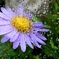 魅惑の花