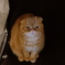 ふてくされ猫、略してふてニャン(蔵出し)