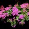 暗闇の花