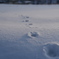 冬の足跡２