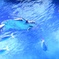 海ガメ