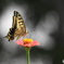 花と蝶　5446　ヒャクニチソウにキアゲハ