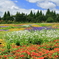 高原の花畑