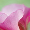 綿の花