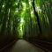 嵯峨野・竹林の道