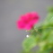 DSC01441　蔓がきになります笑