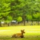 奈良公園