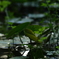 greenlife
