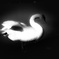 白鳥のポーズ