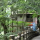 祖谷のかずら橋