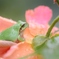 GENTLE RAIN 