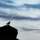 Learn to Fly