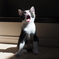 三毛猫さんのあくび