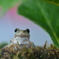 アマガエル