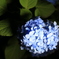 紫陽花