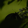 Butterfly♪