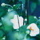ゆでたまごの花