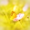 秋桜と蝶々