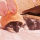 うさぎかねこ