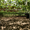 Vineyard