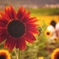 Fading Summer Memory