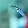 浮かぶイカ