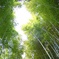 嵐山の竹達