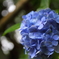 紫陽花