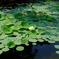 常盤公園　蓮の池