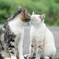 kiss