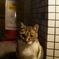 田町駅近くの猫
