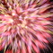 hanabi
