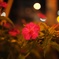 夜中花。
