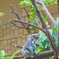 コアラ