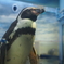えのすい ペンギン