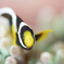 クマノミ幼魚