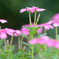 庭の花