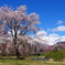 桜・白馬大出公園②