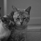 猫と猫