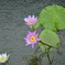 地獄の中の蓮（海地獄）